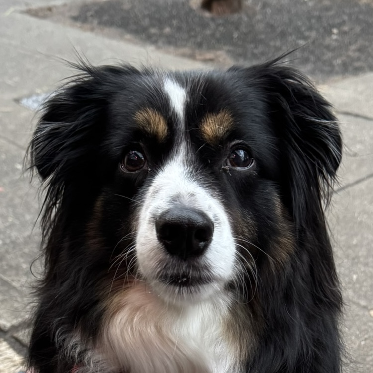 Apollo